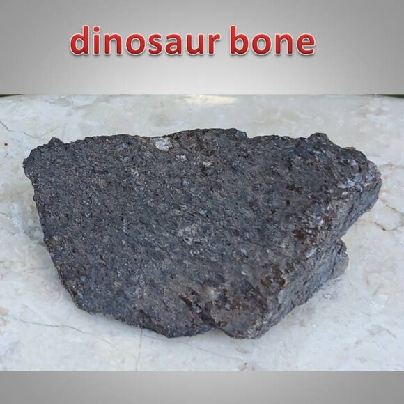 Other - dinosaur bone fossil 02